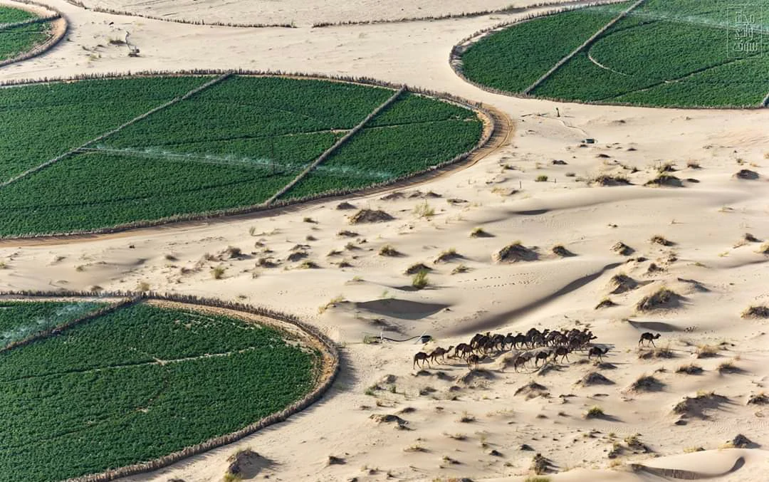 Agriculture saharienne : Cap sur un million hectares cultivés