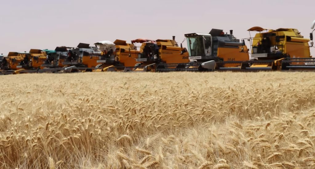 Ghardaïa: La surface céréalierère divisée par…14! Ghardaïa: La surface céréalierère divisée par...14!