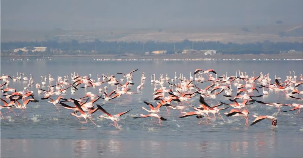 Oiseaux migrateurs:  200 nouvelles espèces recensées à Tizi-Ouzou