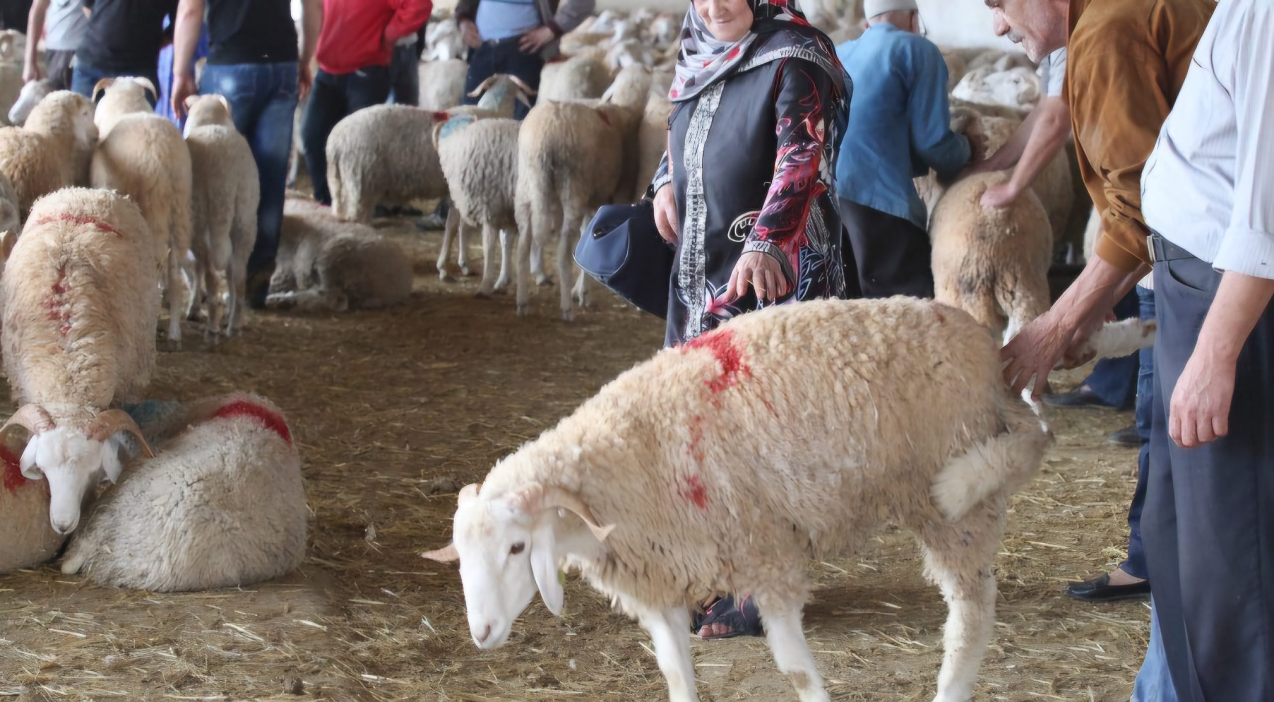 Mouton subventionné: Alviar annonce deux autres points de vente
