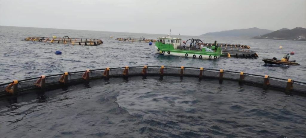 Aquaculture: 1.2 millions d'alvins ensemencé à Béjaia