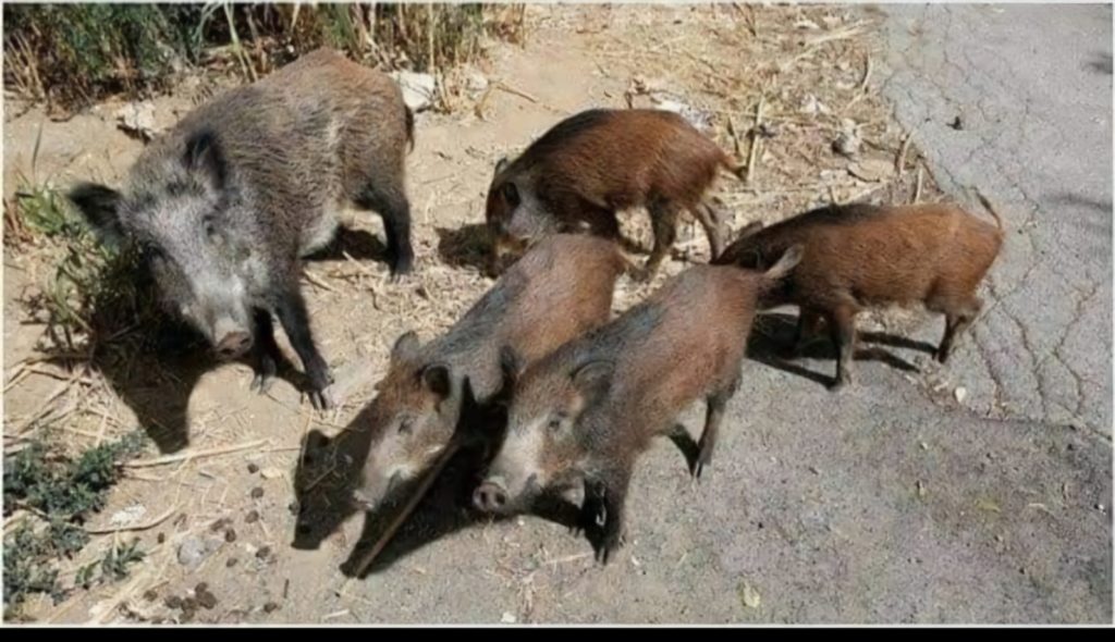 Ghardaïa: Invasion inquiétante de sangliers