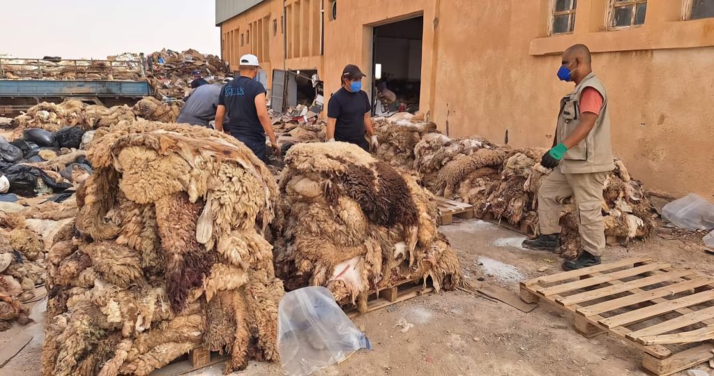 Collecte des peaux de moutons: Un "franc succès" selon Aoun