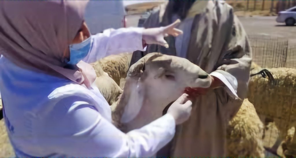 Tizi-Ouzou: 70 vétérinaires mobilisés durant l'Aïd