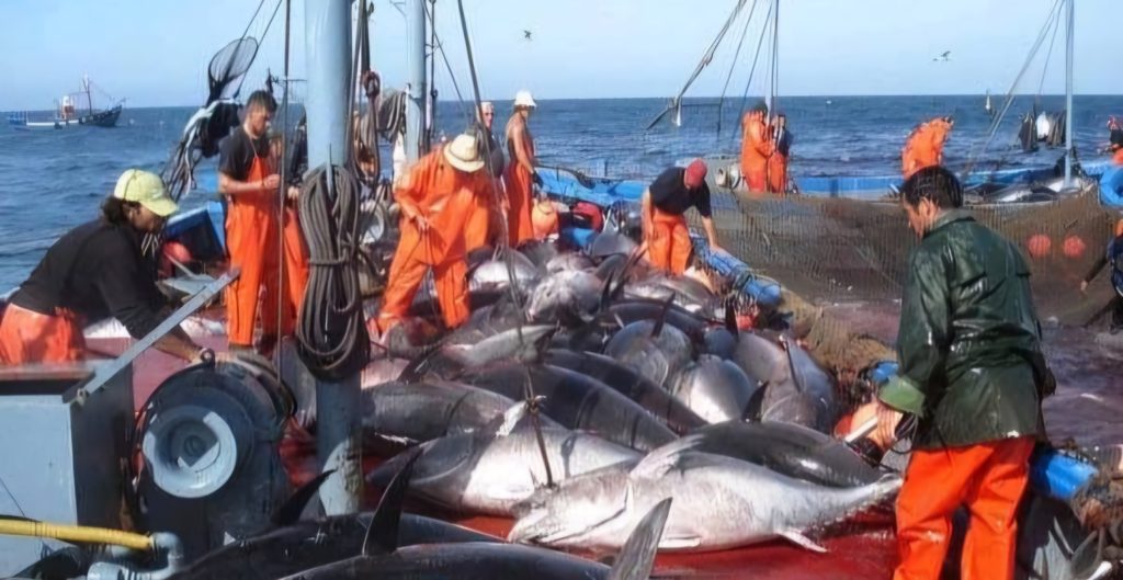 Pêche au thon rouge: L'Algérie clôture son quota