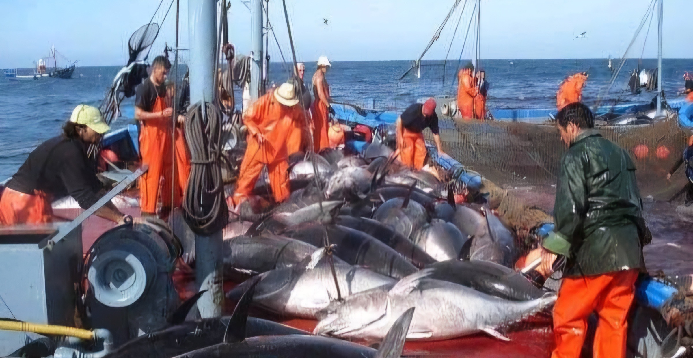 Pêche au thon rouge: L'Algérie clôture son quota
