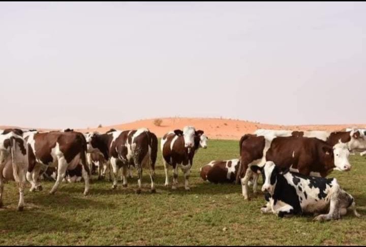 Ghardaïa: La DNC est «sous contrôle», mais...