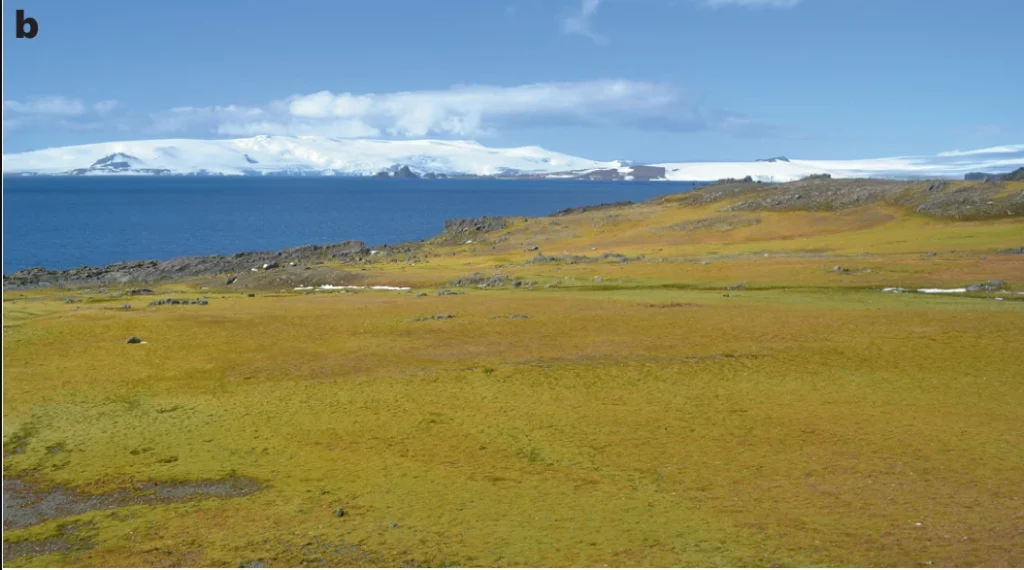 Réchauffement climatique : Une « prairie » en Antarctique !