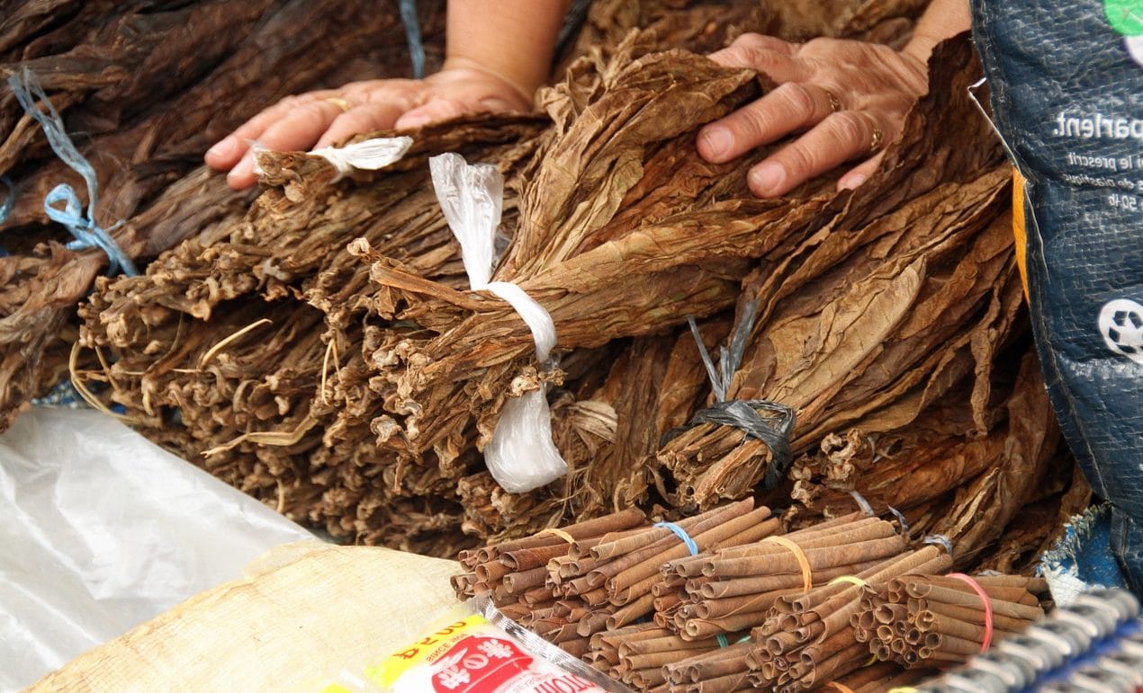 feuilles de tabac