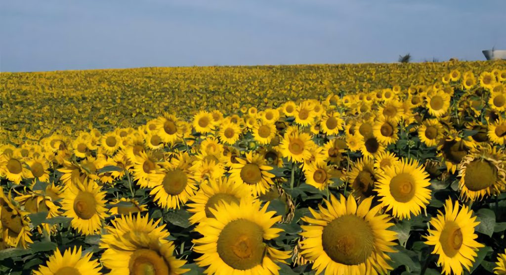 Culture de tournesol à Bouira : Une récolte abondante attendue !