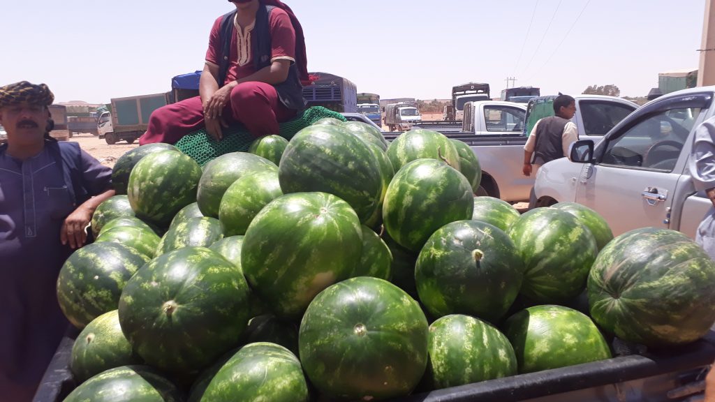 Pastèque de Hassi Lefhel Ghardaïa