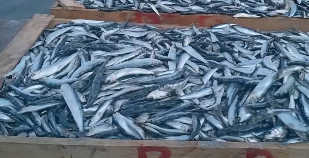 Longtemps absente des assiettes populaires, la sardine signe un retour remarqué sur les marchés algériens.