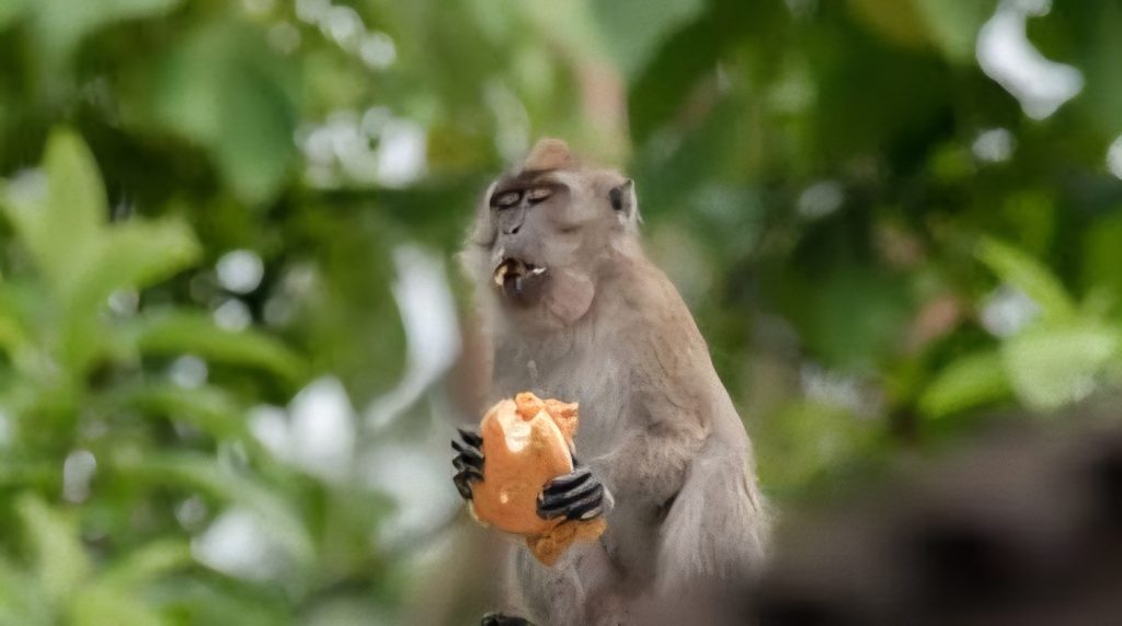 Singes magots PND