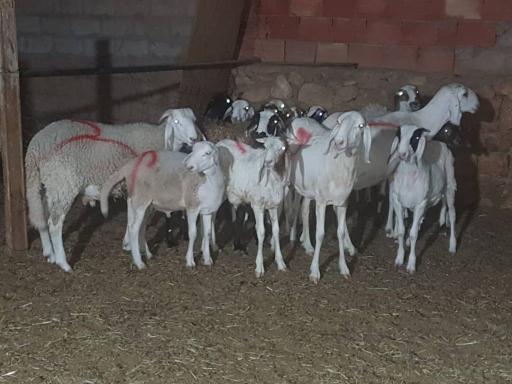 Les gangs de vol de bétail font rage en Algérie. Après Sétif, Bouira et M’Sila, c'est au tour de Ghardaïa
