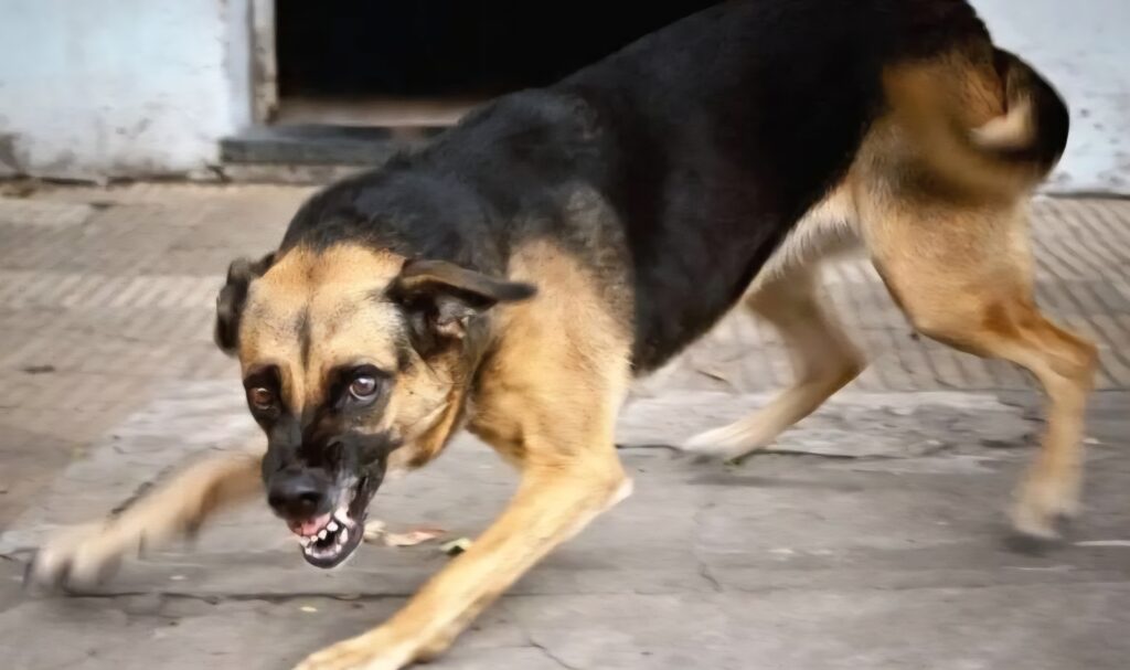 Un énième drame lié aux chiens errants en Algérie, s'est produit à M'sila, où une jeune fille a été déchiquetée par une meutte de chiens.