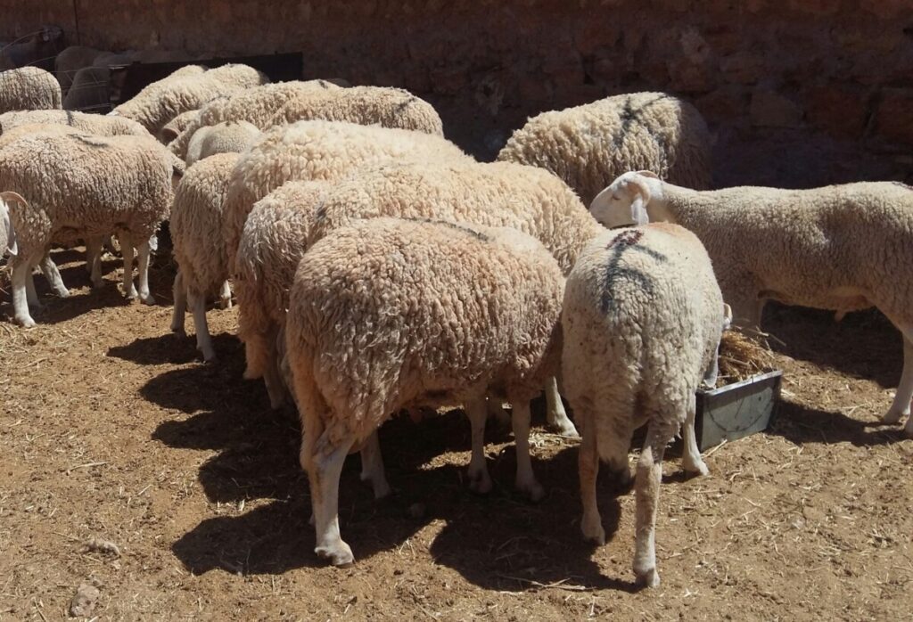 Les vols de bétail reprennent à Ghardaïa ! Revoilà les « gangs » de voleurs de bétail à Ghardaïa!
