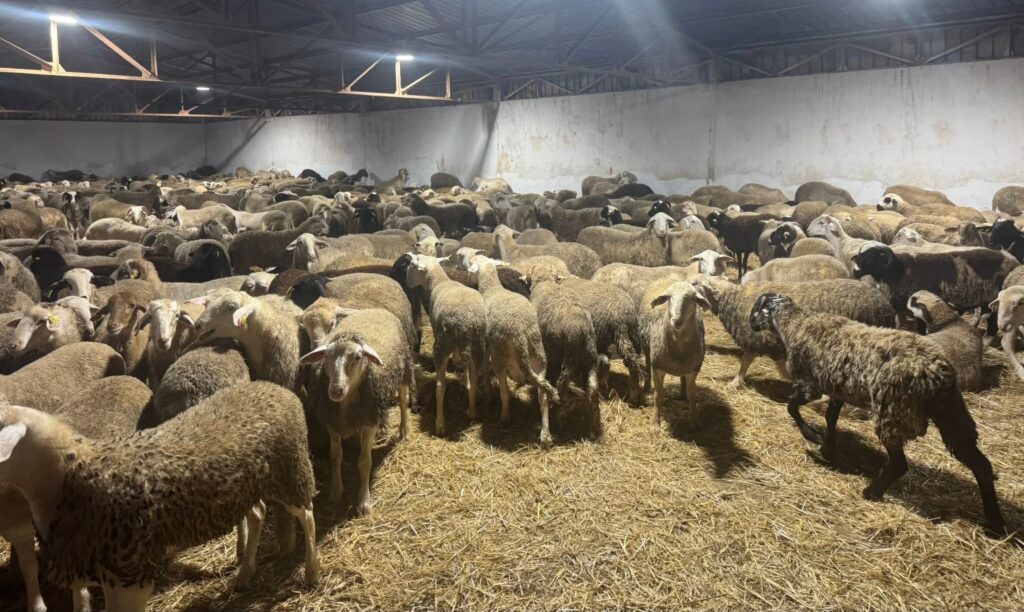 Le port d’Oran a enregistré, jusque tard dans la nuit du réveillon de la Saint-Sylvestre, le déchargement d’une cargaison massive de bétail