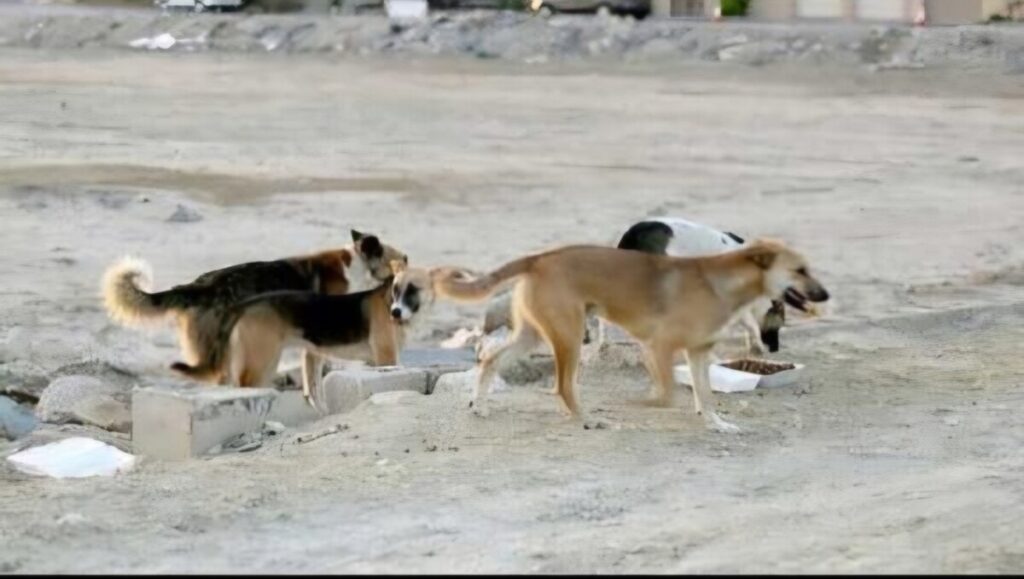 Le P/APC de Berriane, dans la wilaya de Ghardaïa lance une campagne d’abattage de chiens errants qui prolifèrent dangereusement.