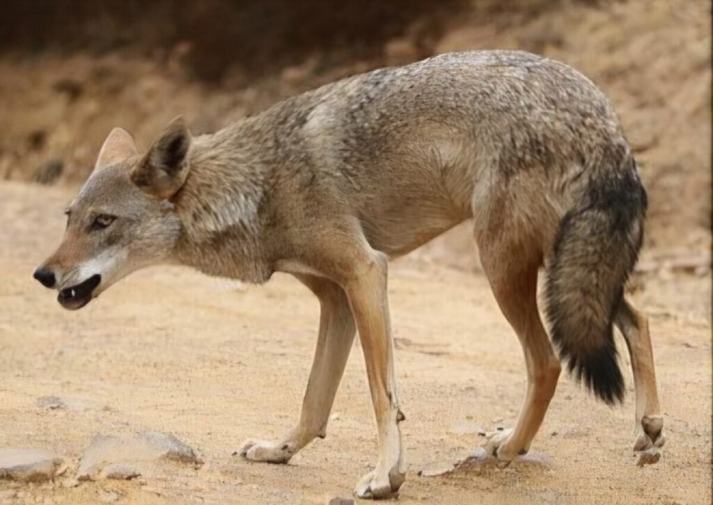 En cette période de cueillette des olives, les attaques de chacals se multiplient à Tizi-Ouzou, où une APC vient de lancer l'alerte.