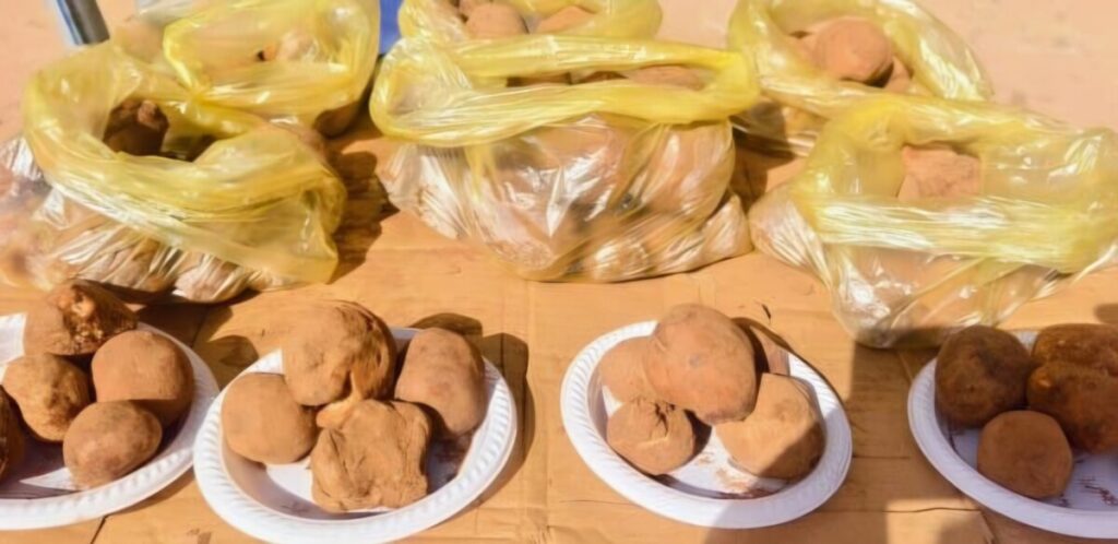 La truffe ou le Terfesse, ce champignon sous-terrain très prisé, a vu son prix chuter en l’espace de deux mois seulement.