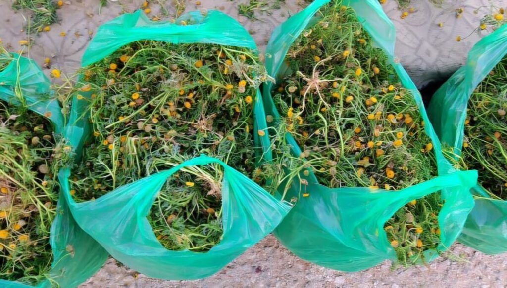 La Gartoufa, (Camomille sauvage), une épice très convoitée, est présente tout au long du mois de Ramadhan