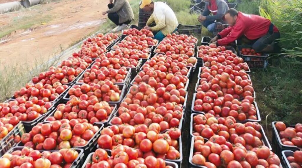 Face à la surproduction en tomates industrielles, l'Algérie songe sérieusement à exporter la production excédentaire.
