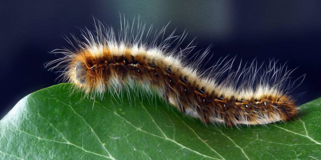 les établissements scolaires en Algérie font face à une nouvelle menace : la chenille processionnaire du Pin.