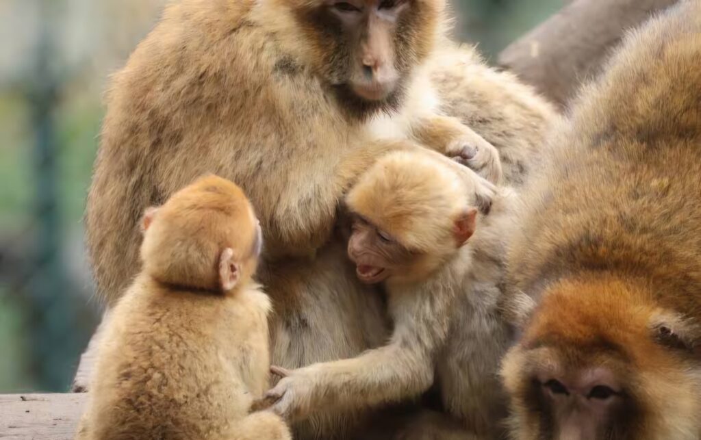 Une découverte particulièrement inquiétante a été signalée au Parc National du Djurdjura (PND), dans la wilaya de Tizi-Ouzou.