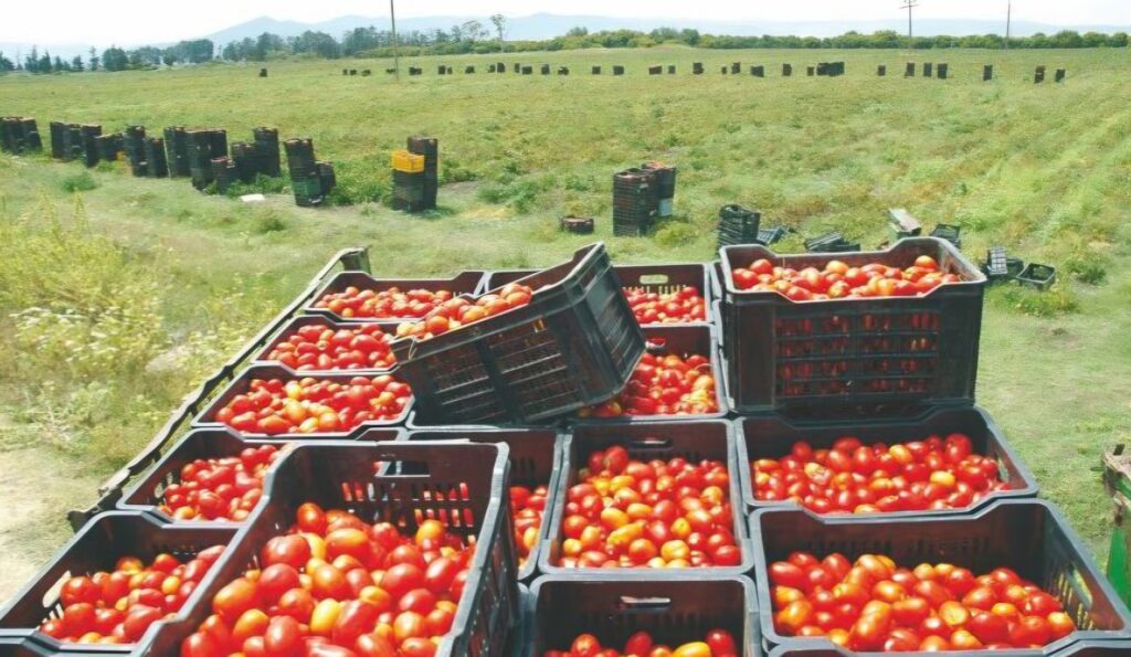 Face à une hausse vertigineuse des prix des légumes, et en particulier de la tomate, les pouvoirs publics passent à la vitesse supérieure.