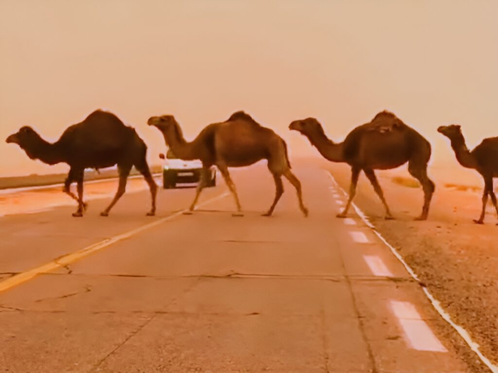 Chaque année, des dizaines de collisions impliquant des dromadaires en liberté sont signalées sur les routes du Grand Sud algérien.