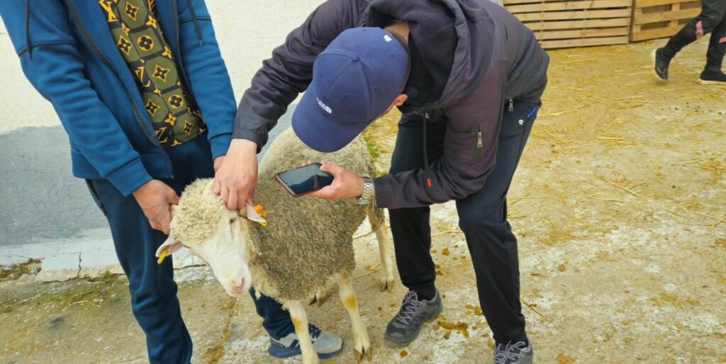 L’opération d’importation et de distribution des moutons pour l’Aïd El-Adha a connu de graves dysfonctionnements. Tebboune décide de sévir