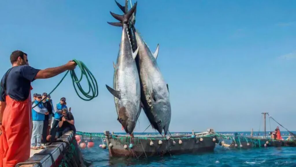 La campagne nationale de pêche au thon rouge démarre mardi avec une flotte de 41 navires et un quota en hausse