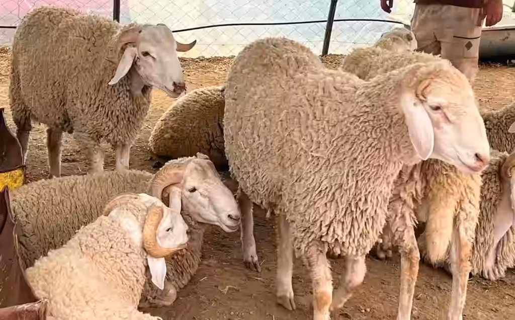 Ghardaïa : 840 moutons hongrois arrivent par avion-cargo et la presse « indésirable » C'est un quota d'environ 4 420 ovins qui serait attribué à la wilaya de Ghardaïa dans le cadre de cet approvisionnement.