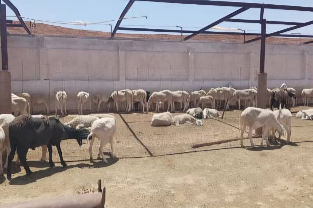 À Ghardaïa, le phénomène des vols de bétails prend des proportions alarmantes et les chapardeurs « innovent » dans leurs stratagèmes.