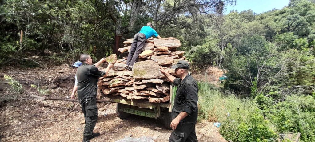 Tizi-Ouzou capitale nationale du liège, cap sur les 6 000 quintaux Tizi-Ouzou confirme sa place de premier rang dans la filière liège en Algérie