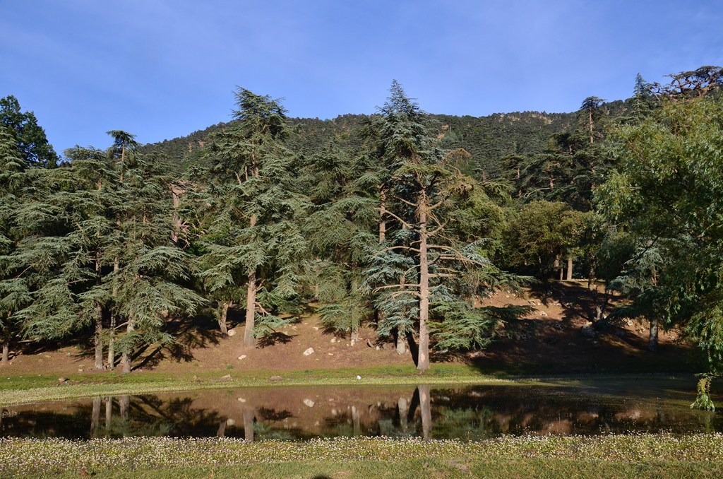 Théniet El Had classée Réserve de biosphère UNESCO : un joyau forestier algérien enfin reconnu La forêt nationale de Théniet El Had, dans la wilaya de Tissemsilt, vient d'intégrer le réseau mondial des réserves de biosphère de l'UNESCO.