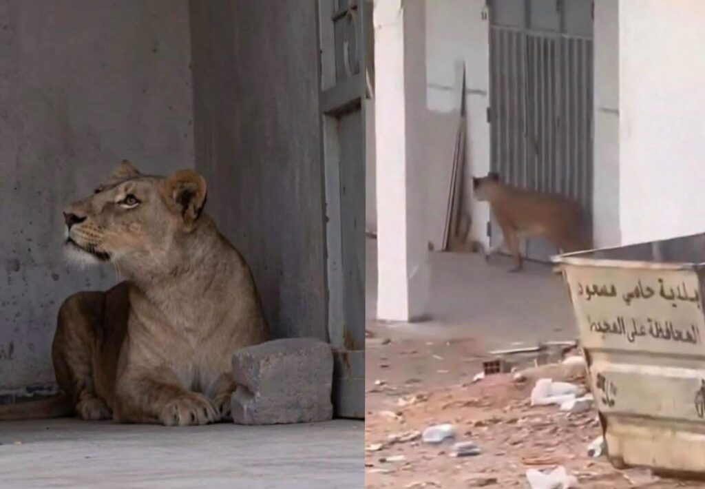 Frisson à Hassi Messaoud : Une lionne sème la terreur en plein centre-ville ( Vidéo ) Frisson à Hassi Messaoud : Une lionne sème la terreur en plein centre-ville ( Vidéo )