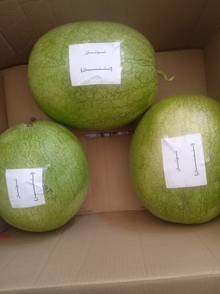 Alerte Fake News : Le ministère du Commerce rassure sur la sécurité des pastèques en Algérie 14 1000159615