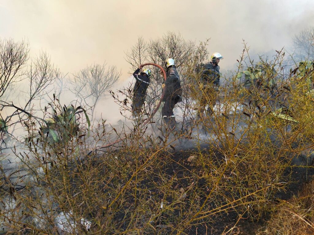Incendies en Algérie : Guelma en proie au brasier ! ( IMAGES ) 7 1000161020