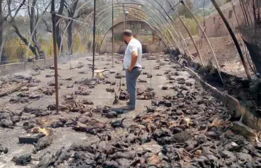 Algérie : Le recensement des dégâts des récents incendies de forêt est lancé.