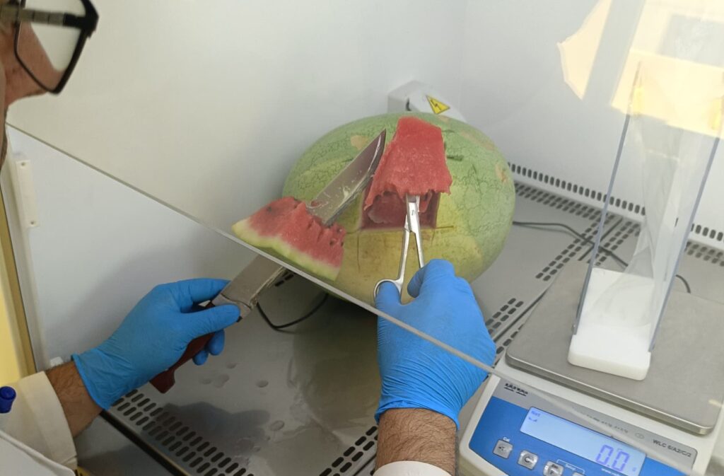 Alerte Fake News : Le ministère du Commerce rassure sur la sécurité des pastèques en Algérie Face aux rumeurs de toxicité de la pastèque en Algérie, le ministère du Commerce dévoile les preuves scientifiques des analyses : aucun danger pour la santé.
