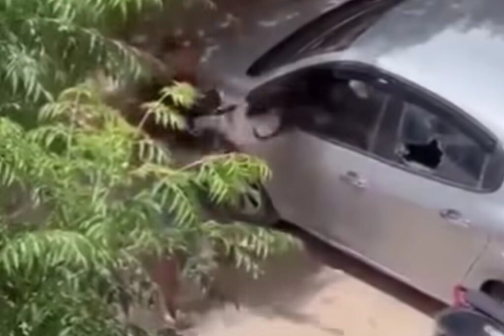 Chlef : une agression au sabre suscite l’effroi en Algérie Une vidéo d'une rare violence montrant une agression au sabre contre une automobiliste à Chlef suscite l'effroi en Algérie.