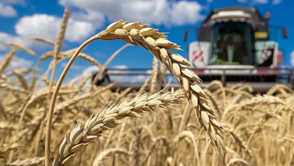 Importations de blé : l'Algérie confirme son rang de 2e acheteur mondial auprès de l'Ukraine.