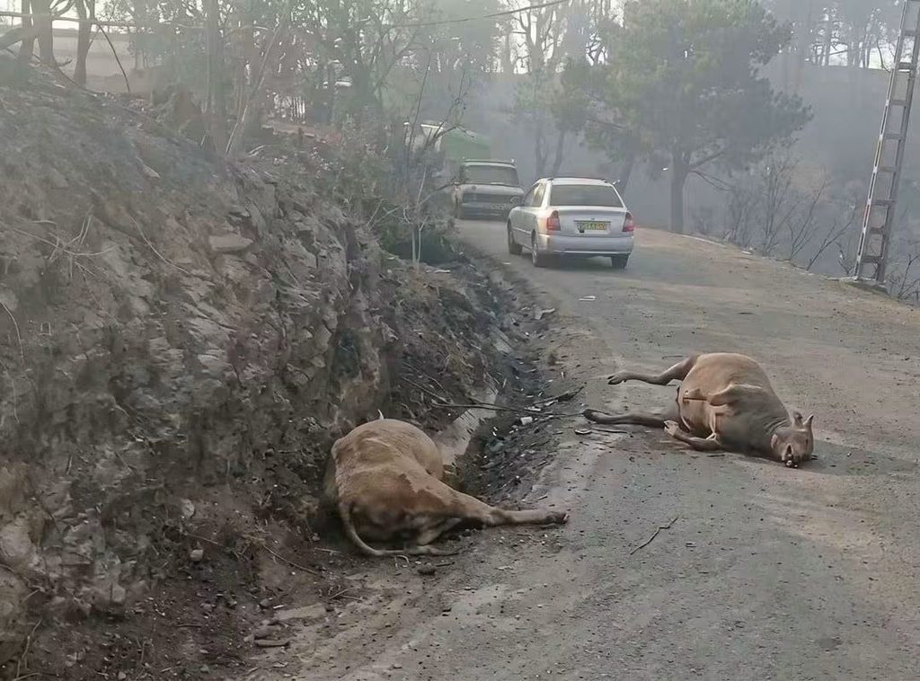Incendies en Algérie : la wilaya de Jijel au cœur de la bataille contre les flammes 2 1000167122