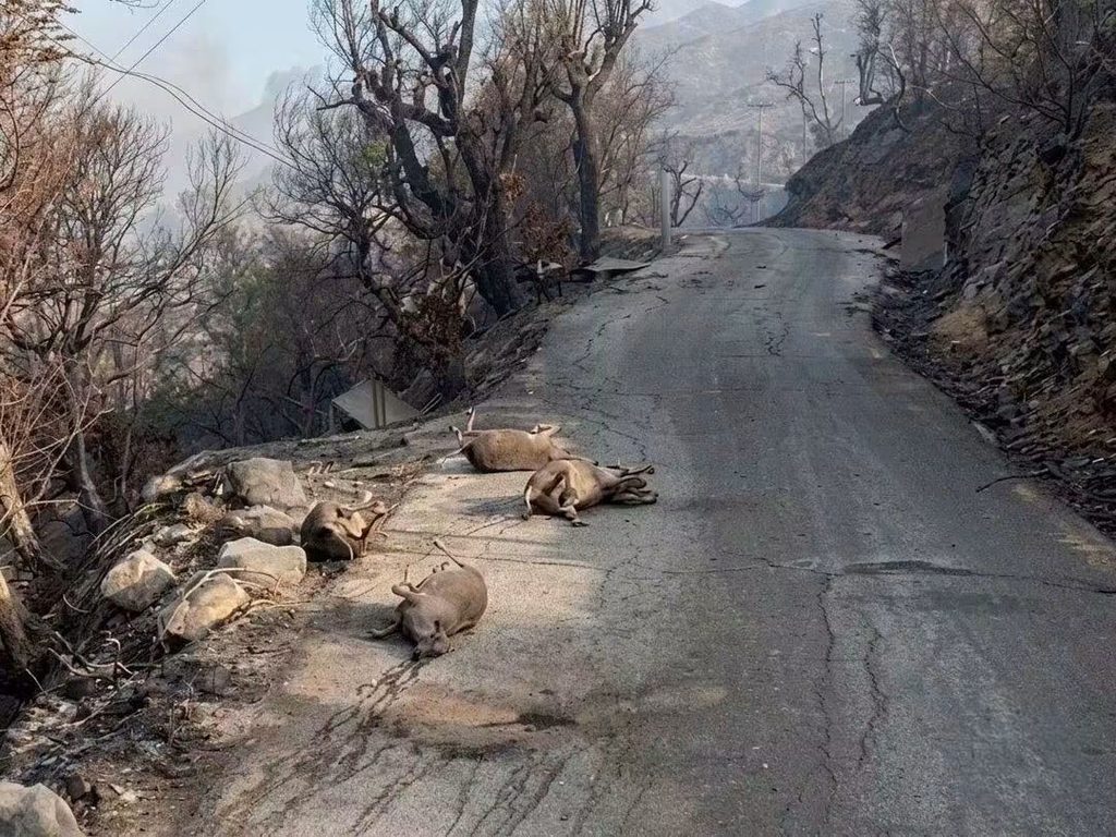 Incendies en Algérie : la wilaya de Jijel au cœur de la bataille contre les flammes 4 1000167124