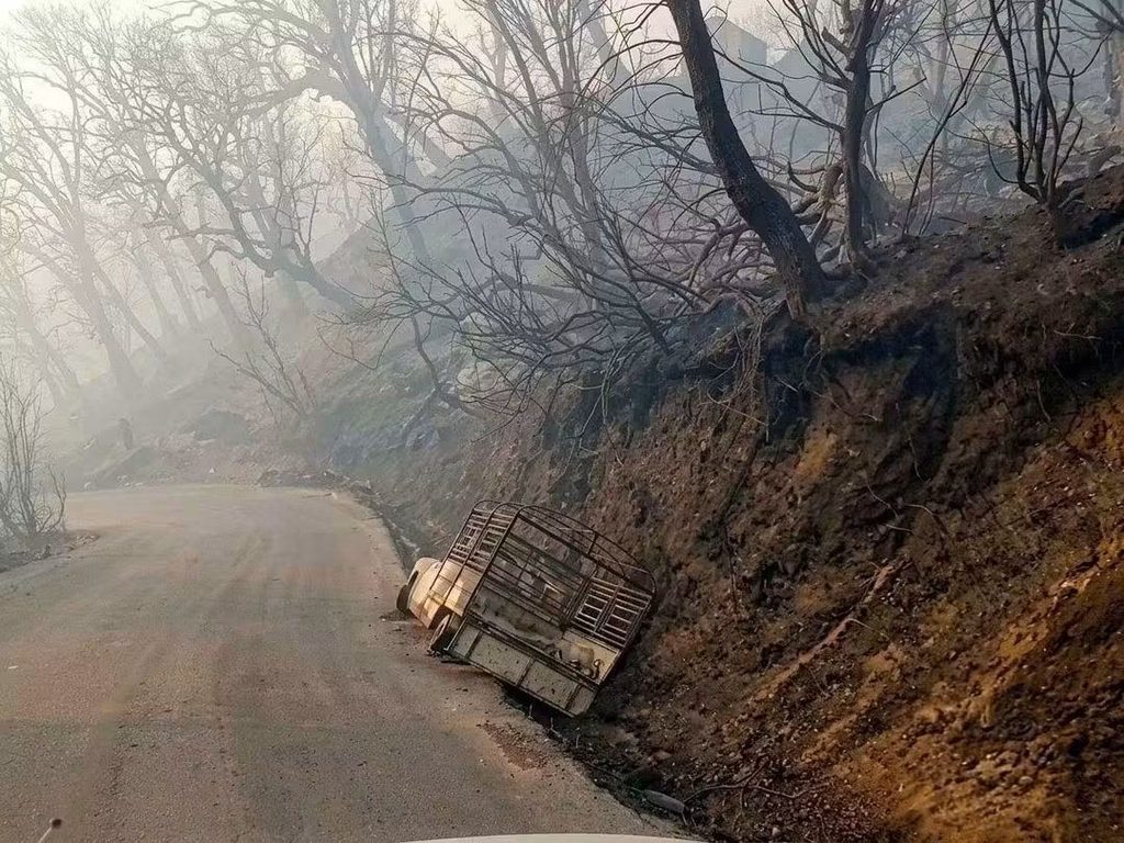 Incendies en Algérie : la wilaya de Jijel au cœur de la bataille contre les flammes 5 1000167125