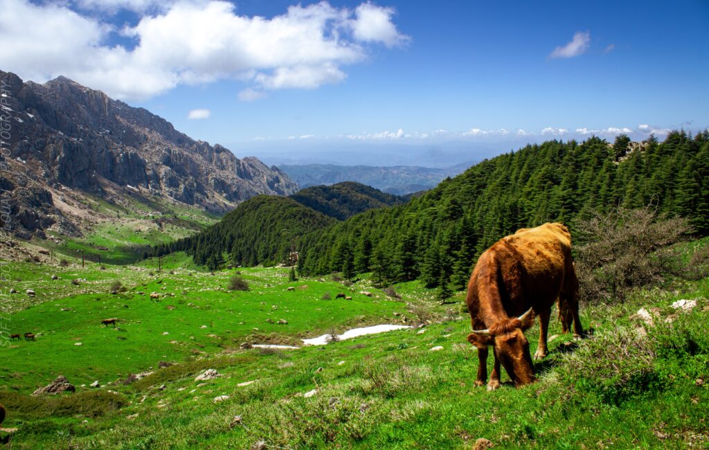 L'Algérie lance la 1re édition de la Journée nationale du tourisme de montagne à Tala Guilef (Tizi Ouzou). Découvrez le programme, les enjeux et les activités.
