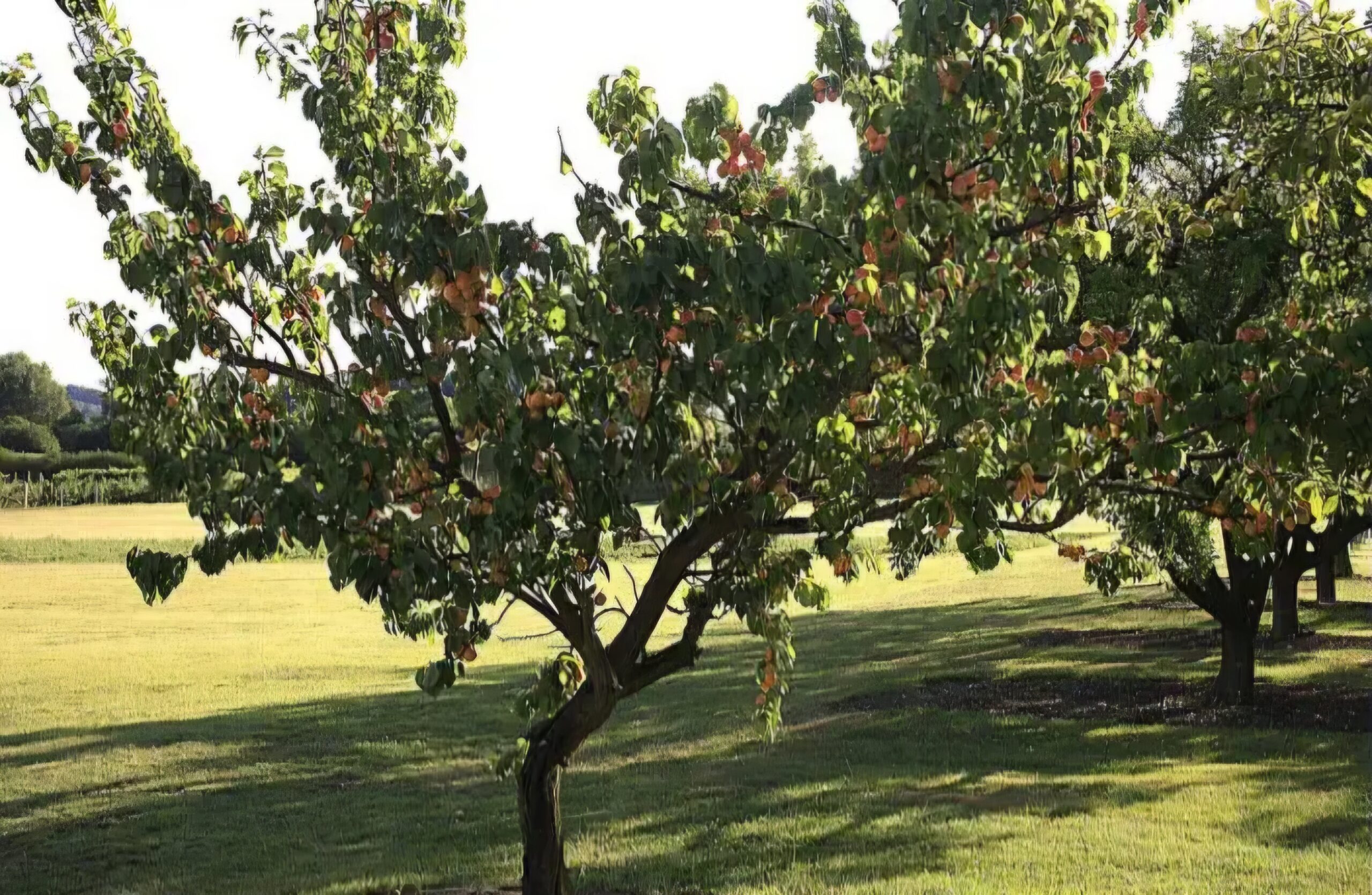 Production d’abricots : L’Algérie intègre le top 5 mondial et confirme son leadership régional