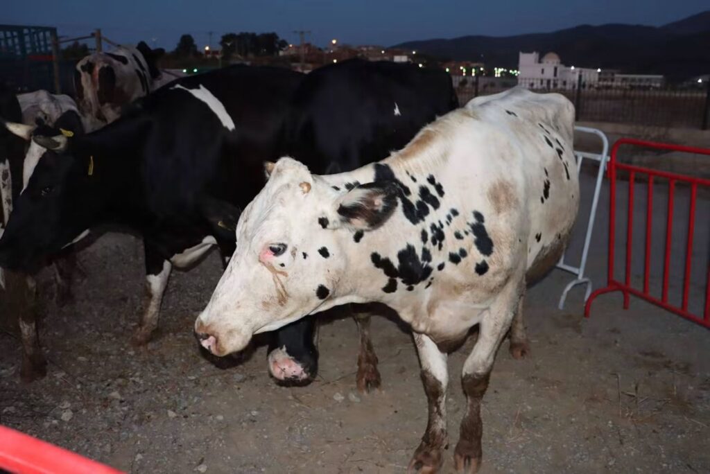 Algérie : l’indemnisation des agriculteurs sinistrés lancée depuis Jijel L'opération nationale d'indemnisation des agriculteurs et éleveurs victimes des récents incendies en Algérie, s’ouvre aujourd’hui depuis la wilaya de Jijel.