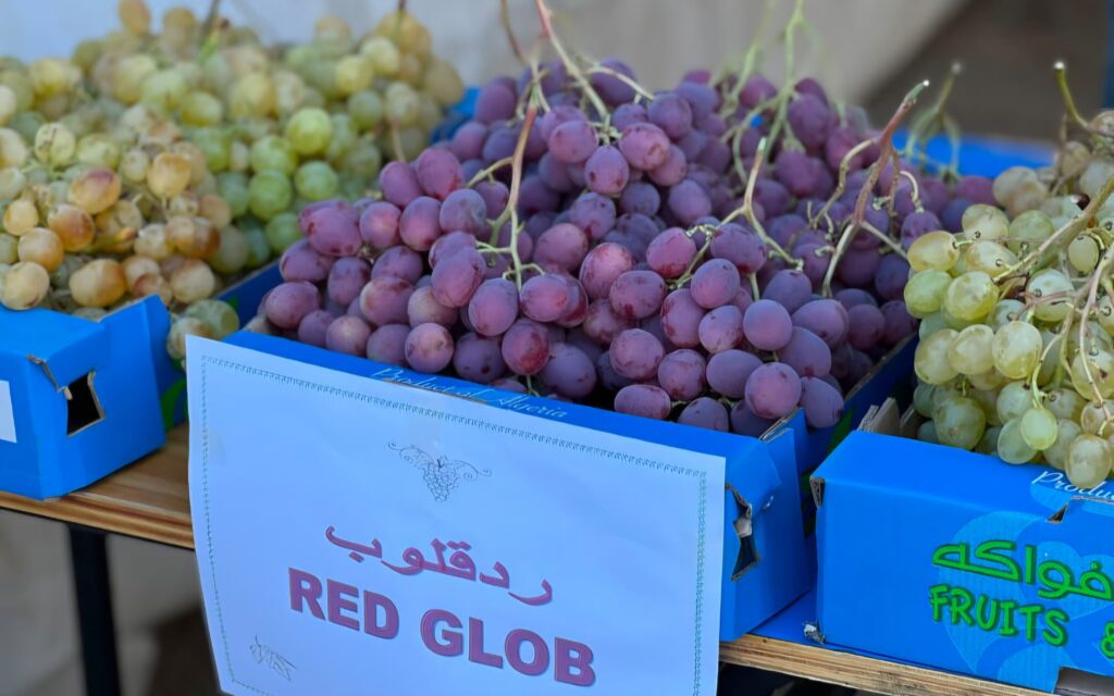 Algérie : le raisin de Boumerdès à la conquête du monde ! Découvrez comment le raisin de Boumerdès, avec 53 % de la production en Algérie et 1M$ d'exportations, s'impose sur les marchés internationaux.
